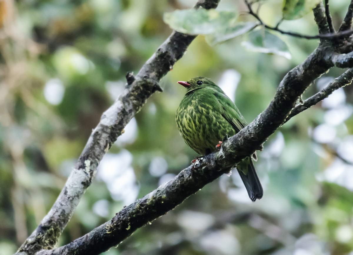 Green-and-black Fruiteater (Green-and-black) - Nick Athanas
