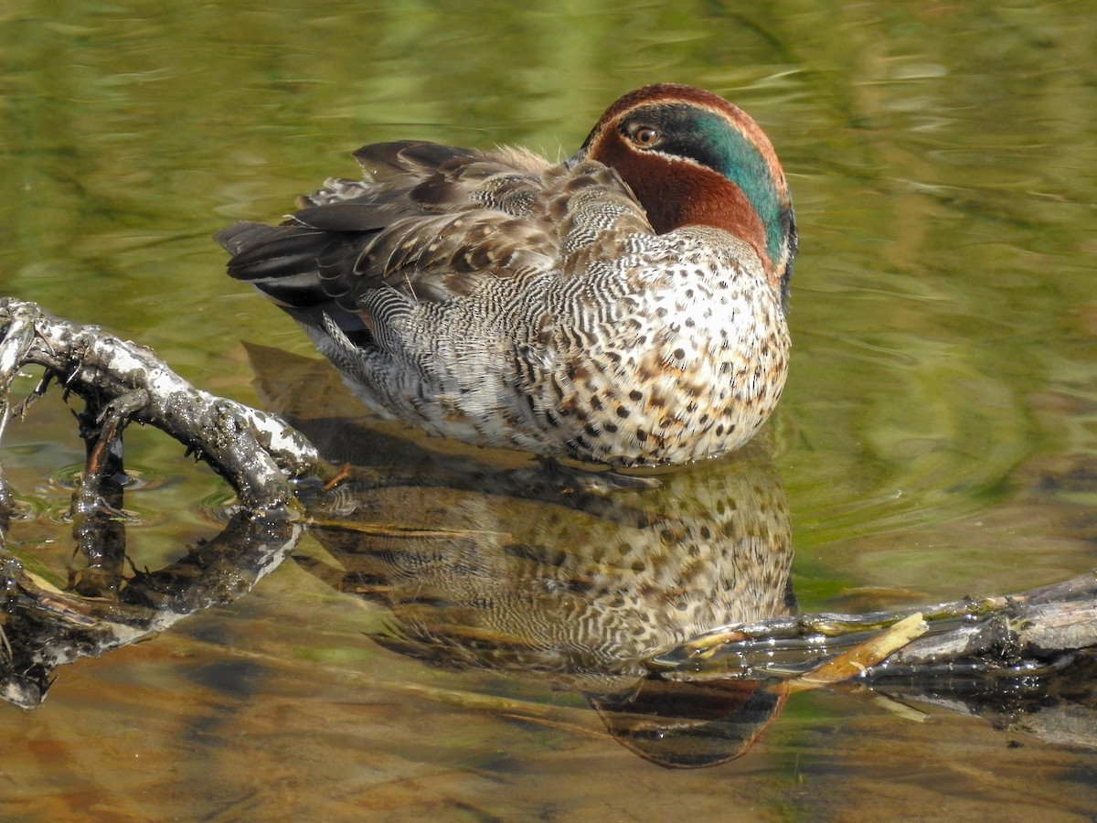 Green-winged Teal (Eurasian) - Anonymous