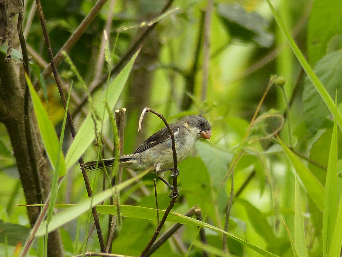 White-bellied Seedeater - ML141887171