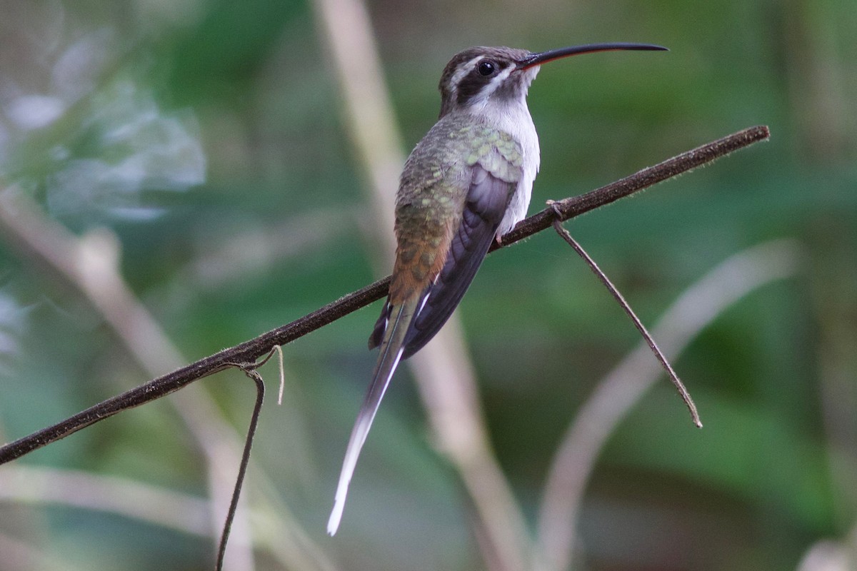 Sooty-capped Hermit - Gabriel Leite