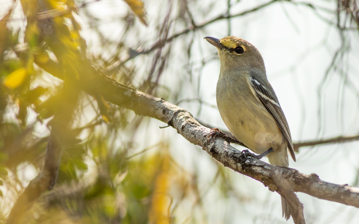 Thick-billed Vireo - ML141887551