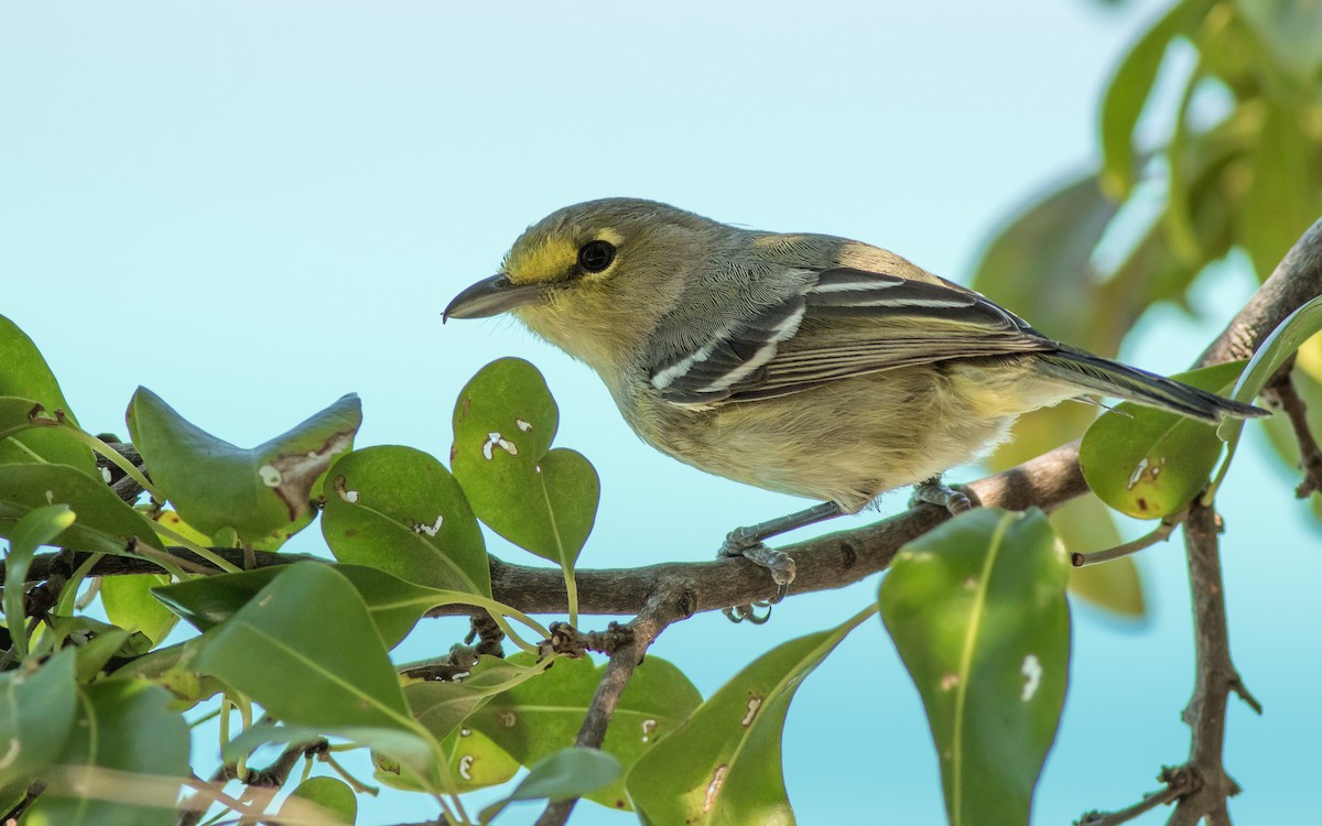 Thick-billed Vireo - ML141887561