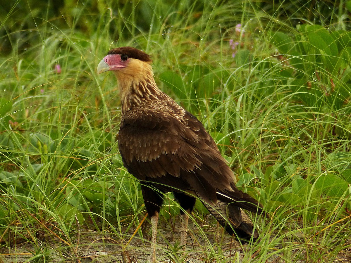 Crested Caracara (Southern) - ML141887661