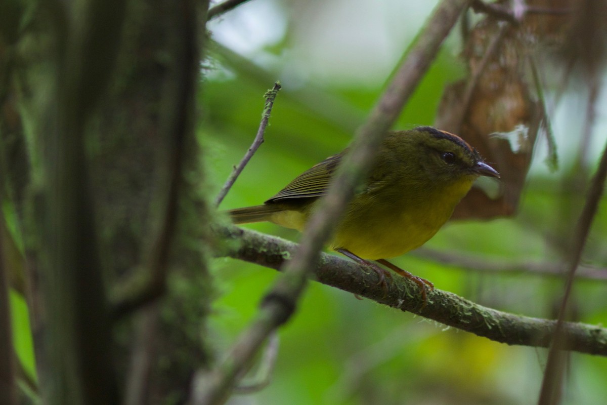 Two-banded Warbler - ML141888211