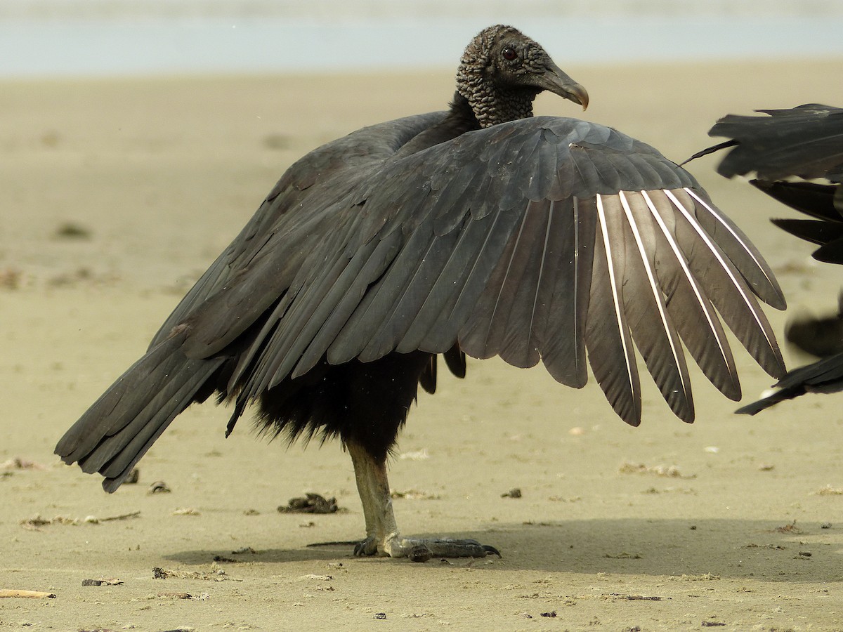 Black Vulture - Julien Birard