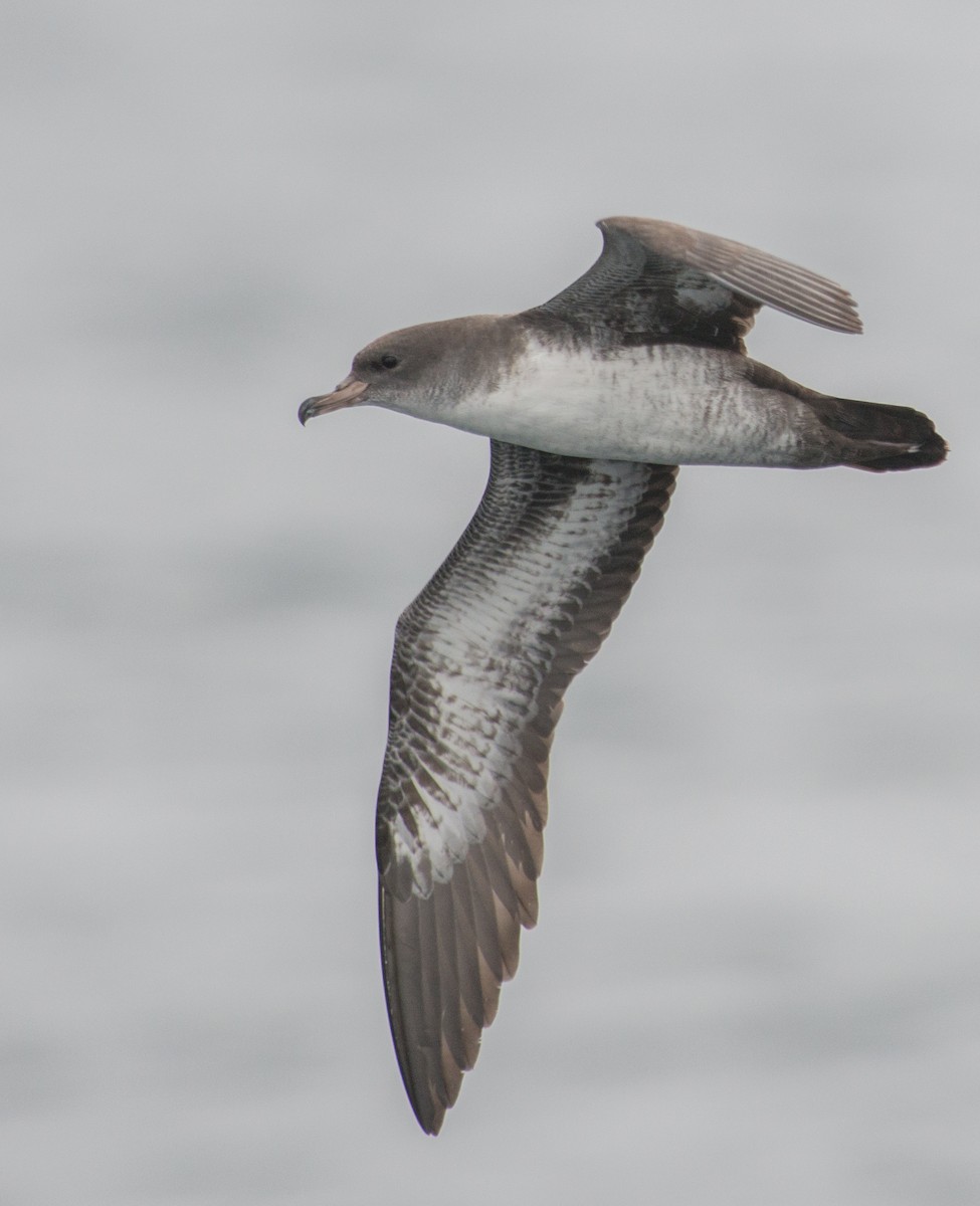 Pink-footed Shearwater - ML141889931