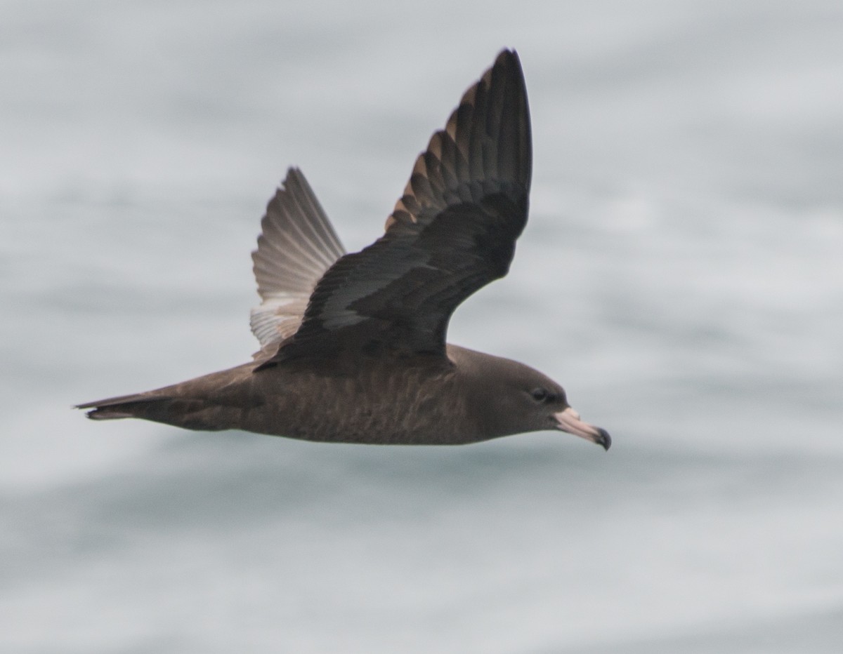 Flesh-footed Shearwater - Jeff Bleam