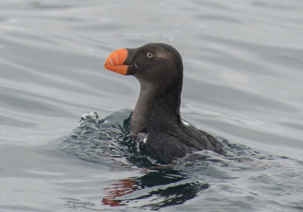 Tufted Puffin - Jeff Bleam