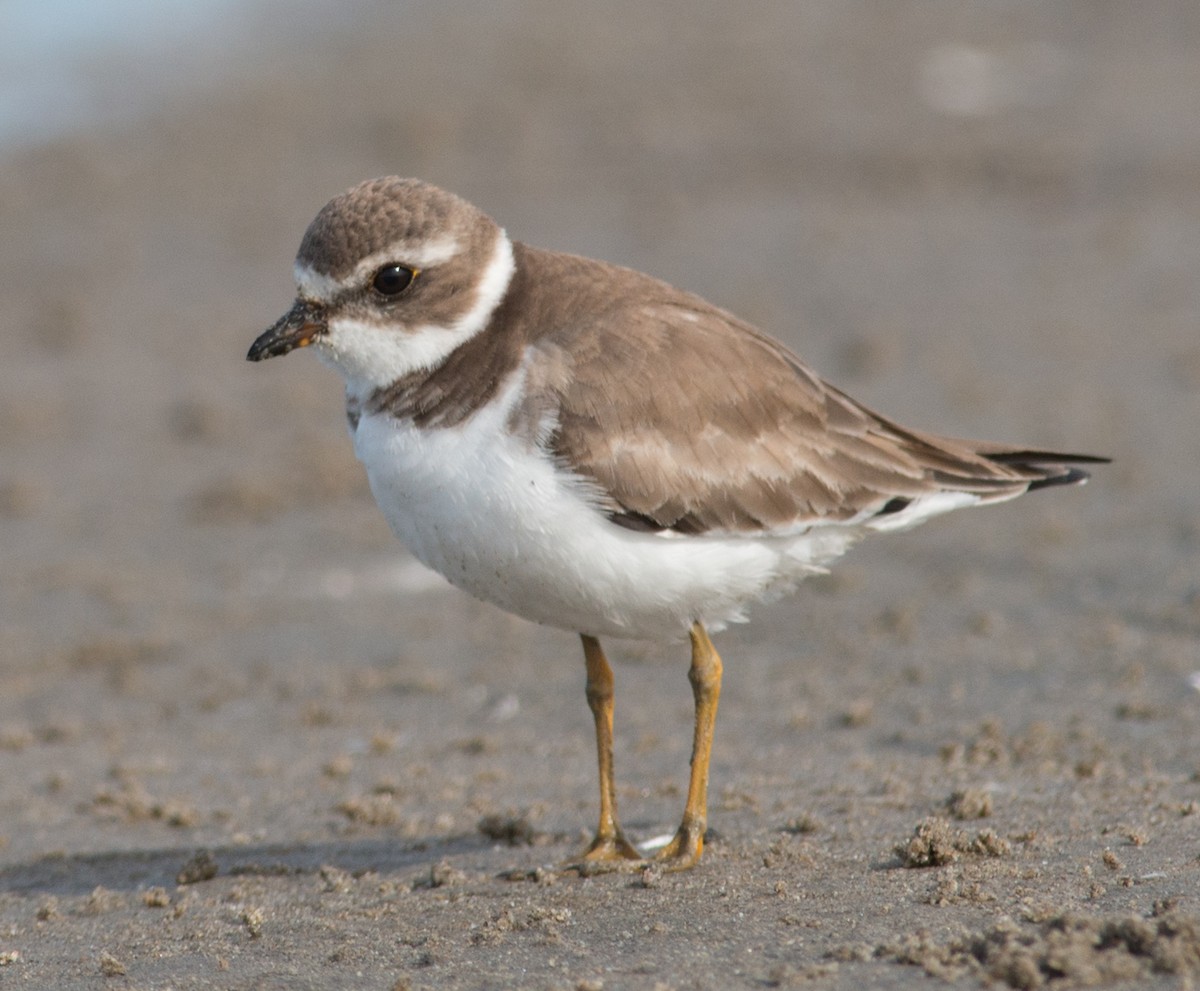 Semipalmated Plover - Jeff Bleam