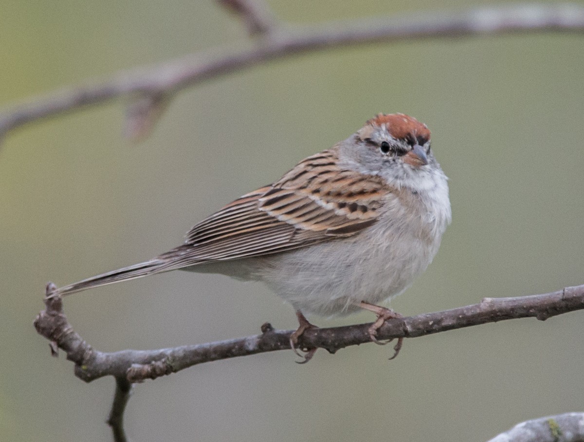 Chipping Sparrow - Jeff Bleam