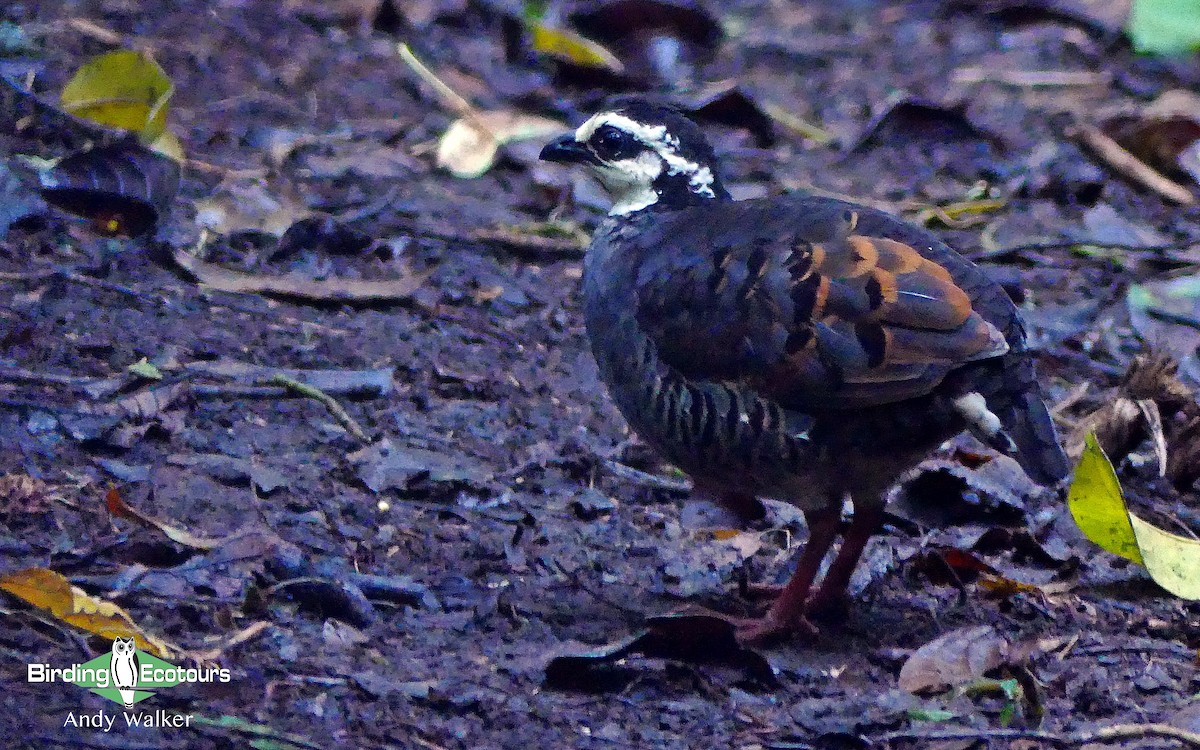 Gray-breasted Partridge - ML141891821