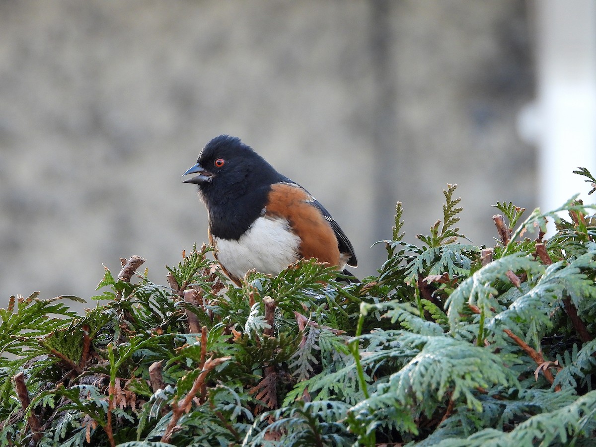 Spotted Towhee - Farshad Pourmalek