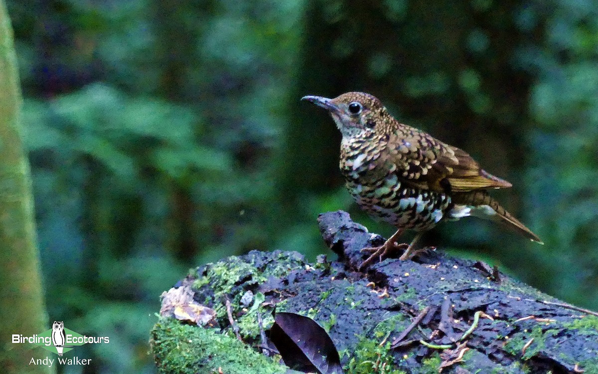 Scaly Thrush (Horsfield's) - Andy Walker - Birding Ecotours