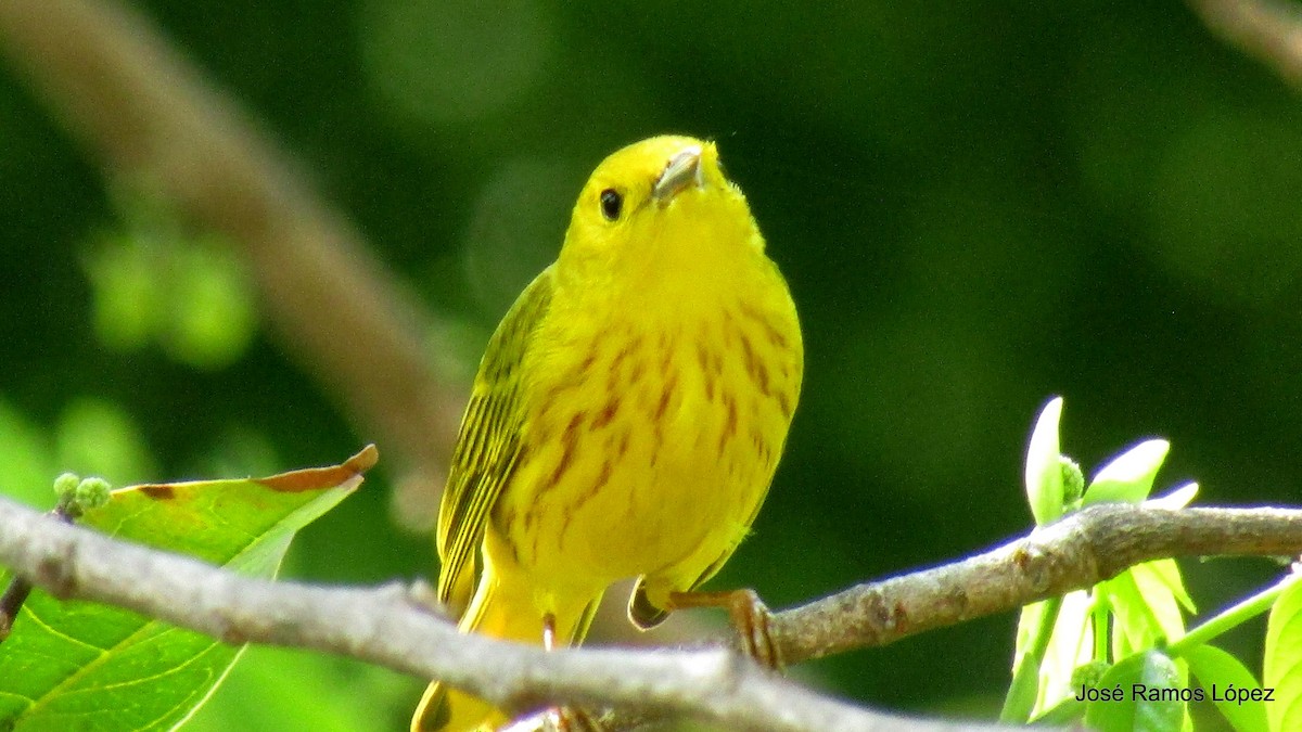 Yellow Warbler - ML141893431