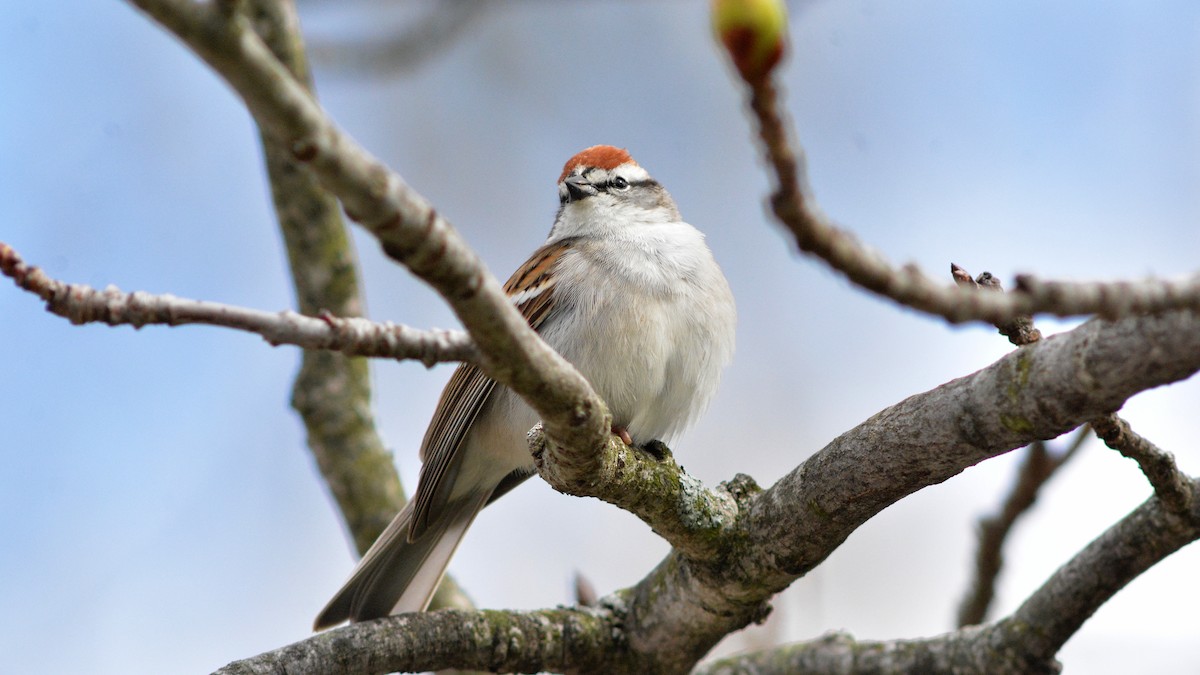 Chipping Sparrow - Carl Winstead