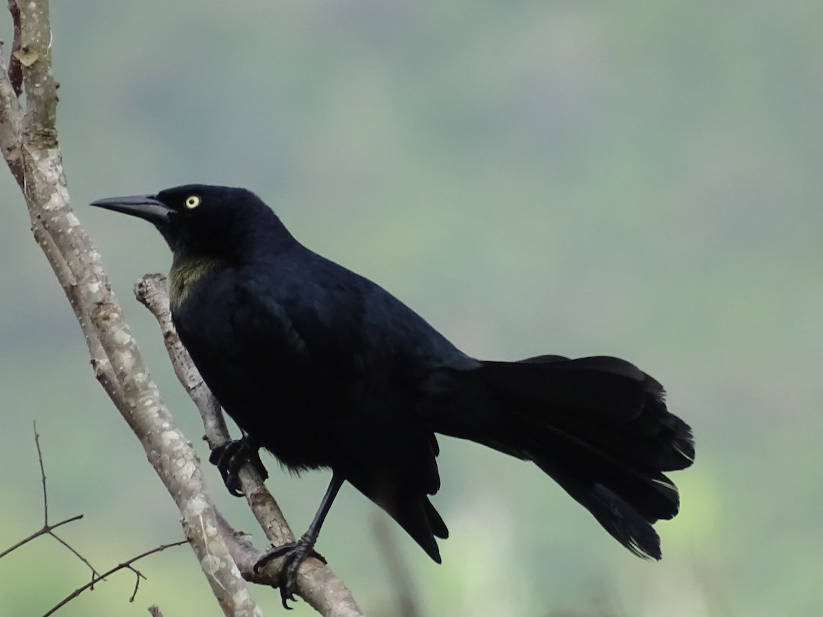Greater Antillean Grackle - Annie Downing