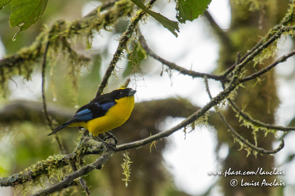 Blue-winged Mountain Tanager - ML141895981