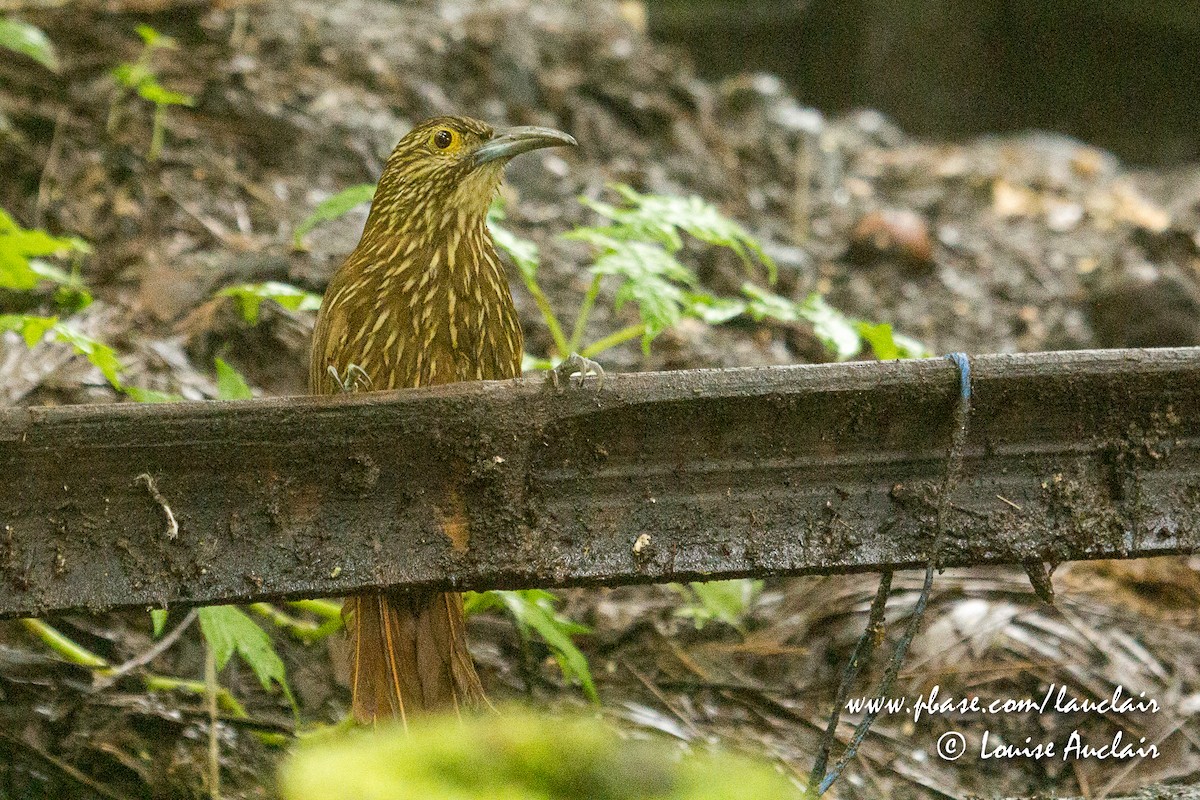 Strong-billed Woodcreeper - ML141896181