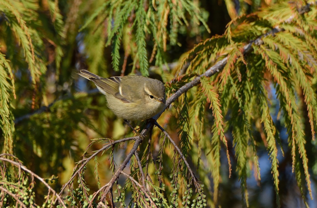 Hume's Warbler - ML141896211