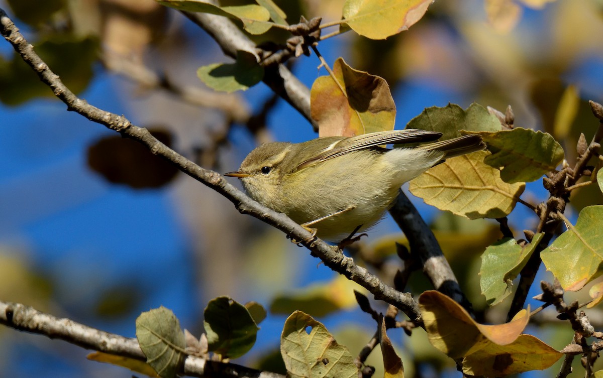 Hume's Warbler - ML141896241