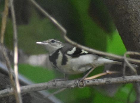 Forest Wagtail - ML141896281
