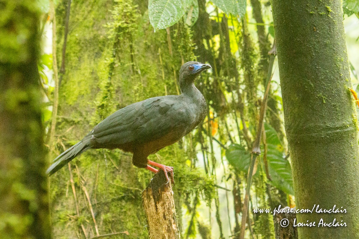 Sickle-winged Guan - Louise Auclair