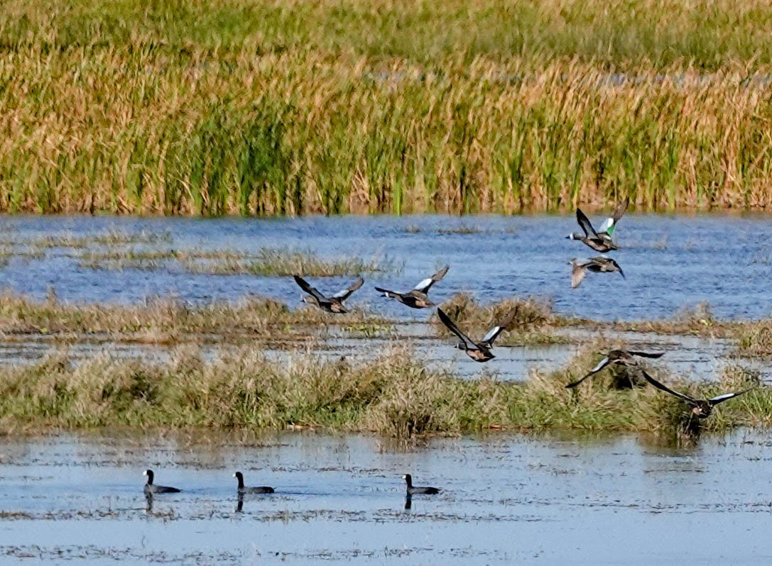 Blue-winged Teal - ML141897061