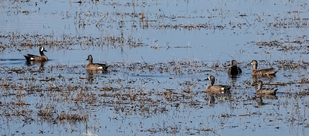 Blue-winged Teal - ML141897081