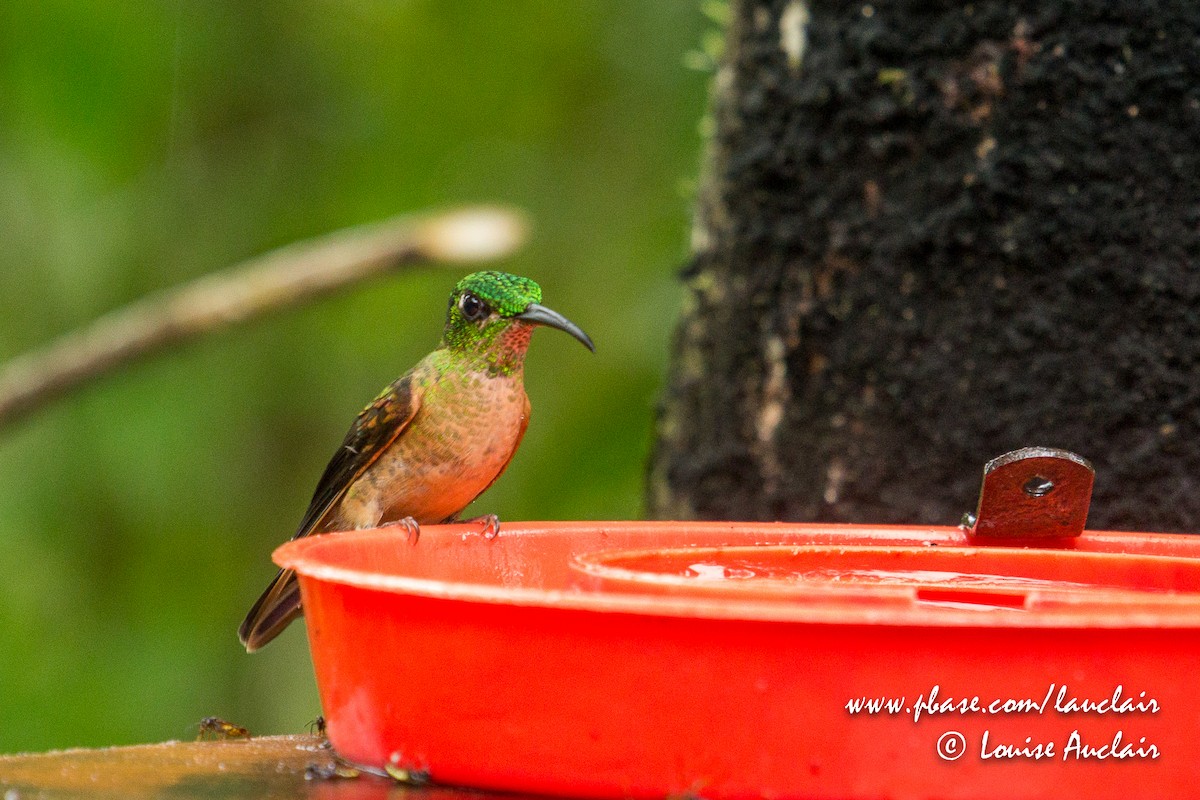 Fawn-breasted Brilliant - Louise Auclair