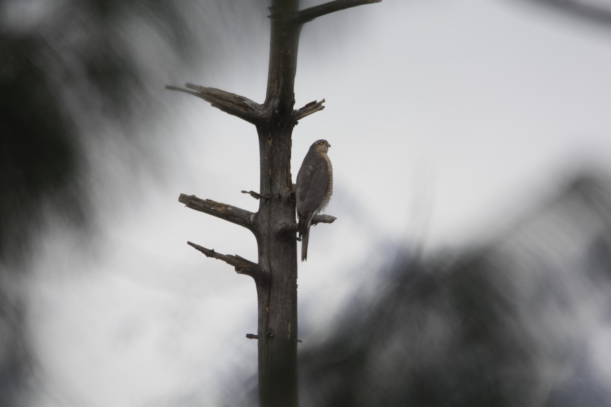 Eurasian Sparrowhawk - Lakshminarasimha  Ranganathan