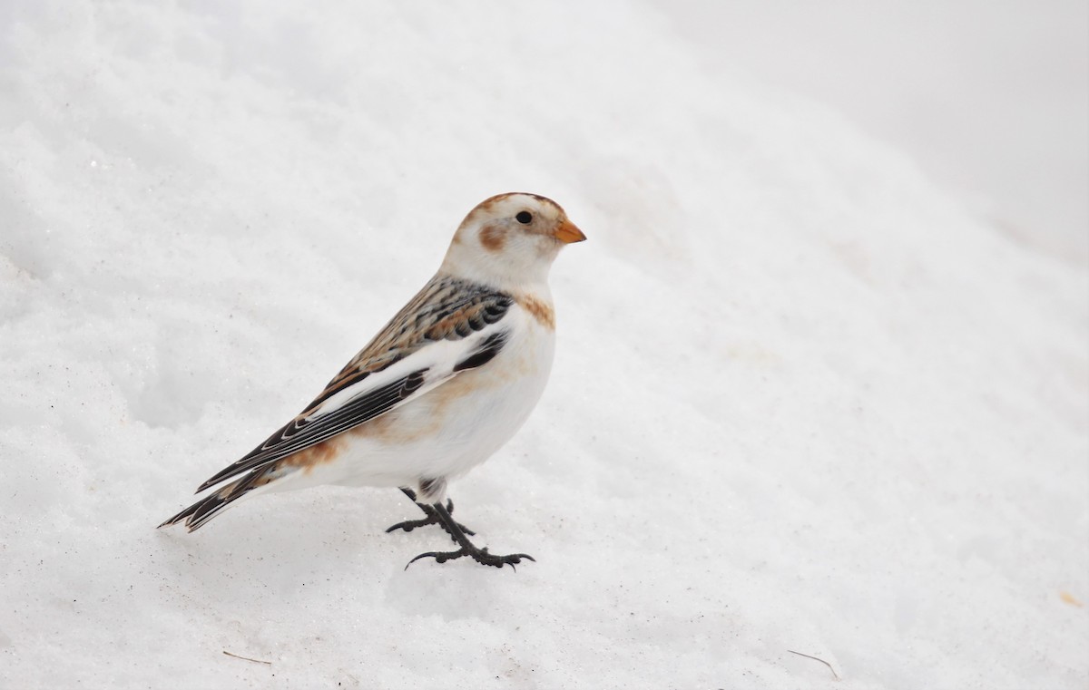 Snow Bunting - Marie-Josee D'Amour