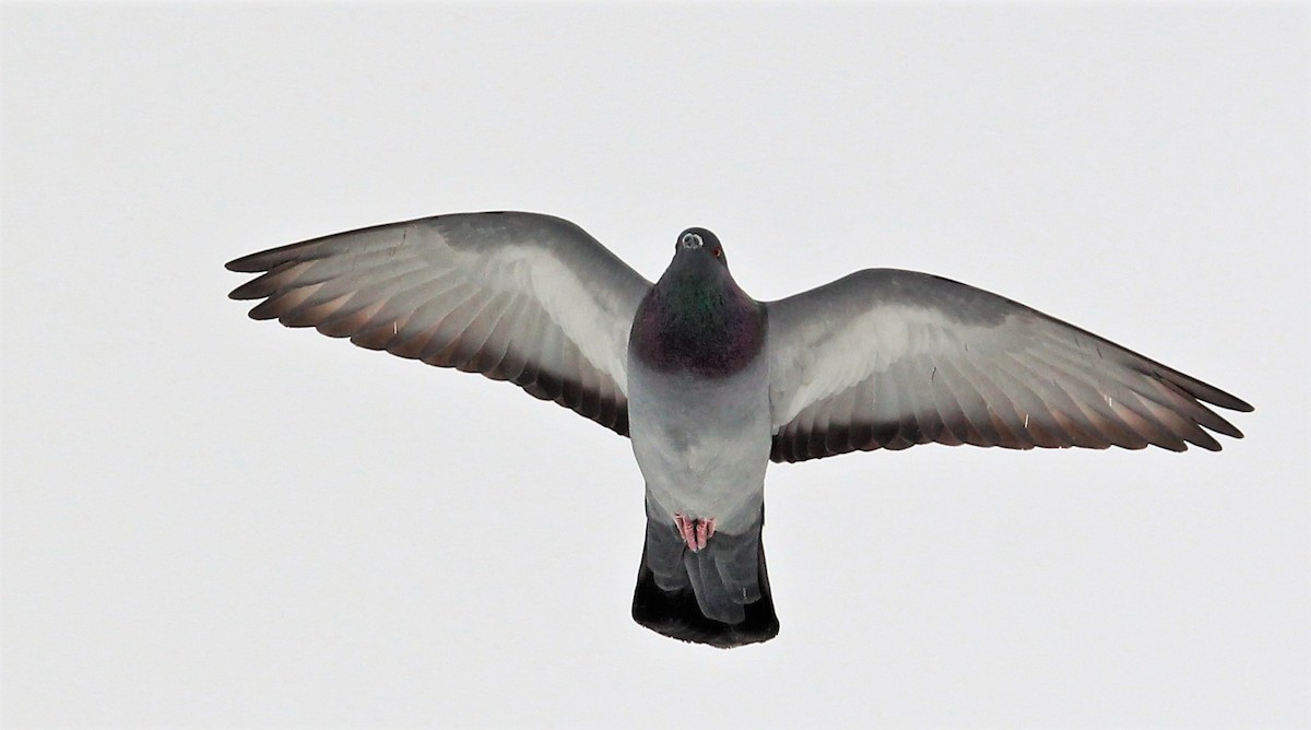 Rock Pigeon (Feral Pigeon) - Marie-Josee D'Amour