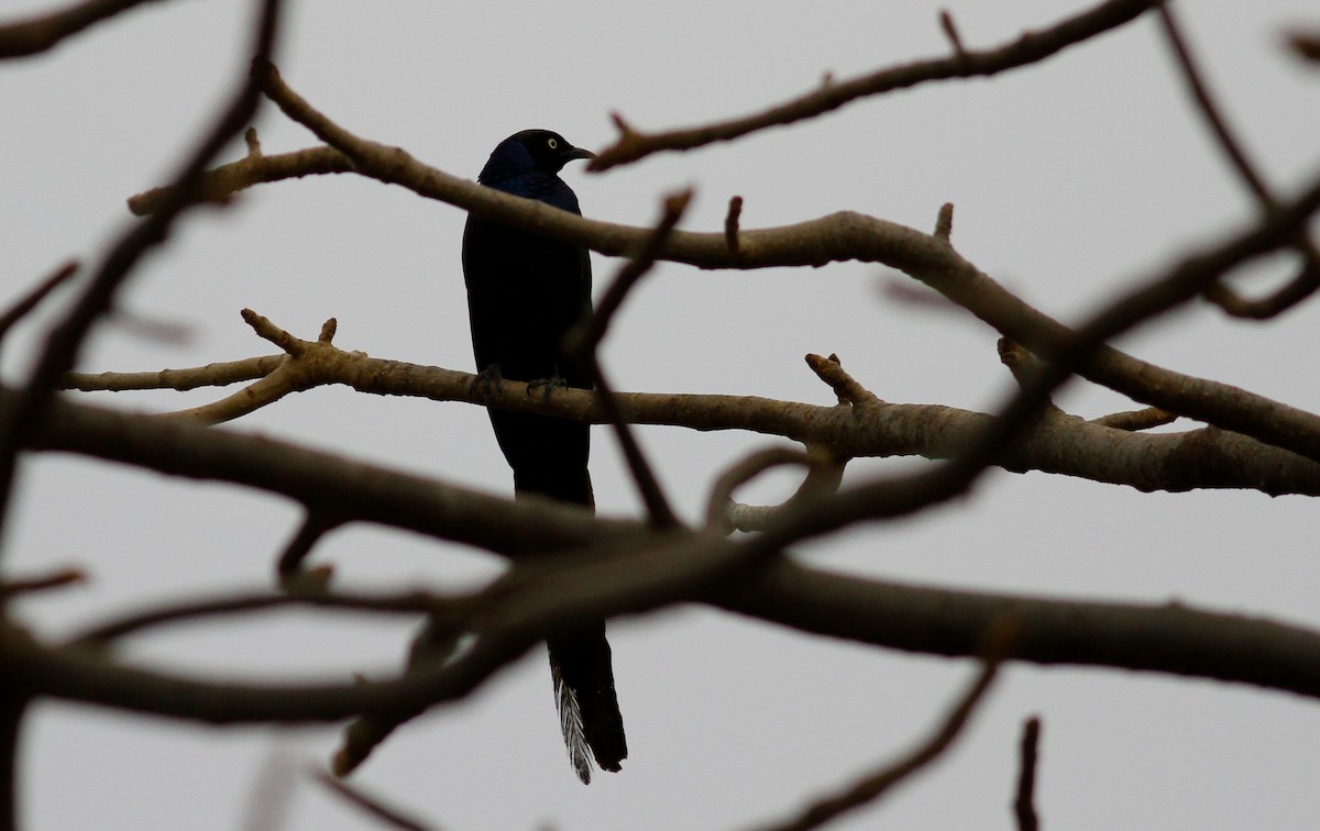 Long-tailed Glossy Starling - ML141897791