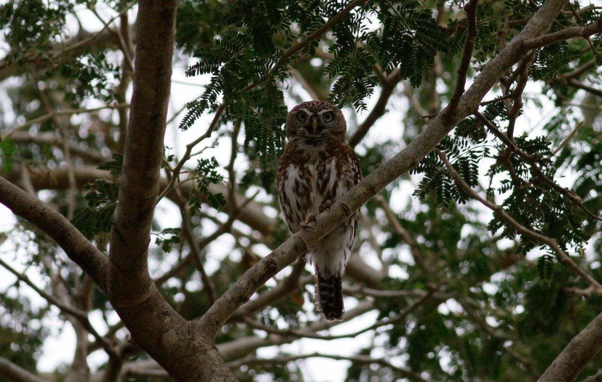 Pearl-spotted Owlet - ML141897881