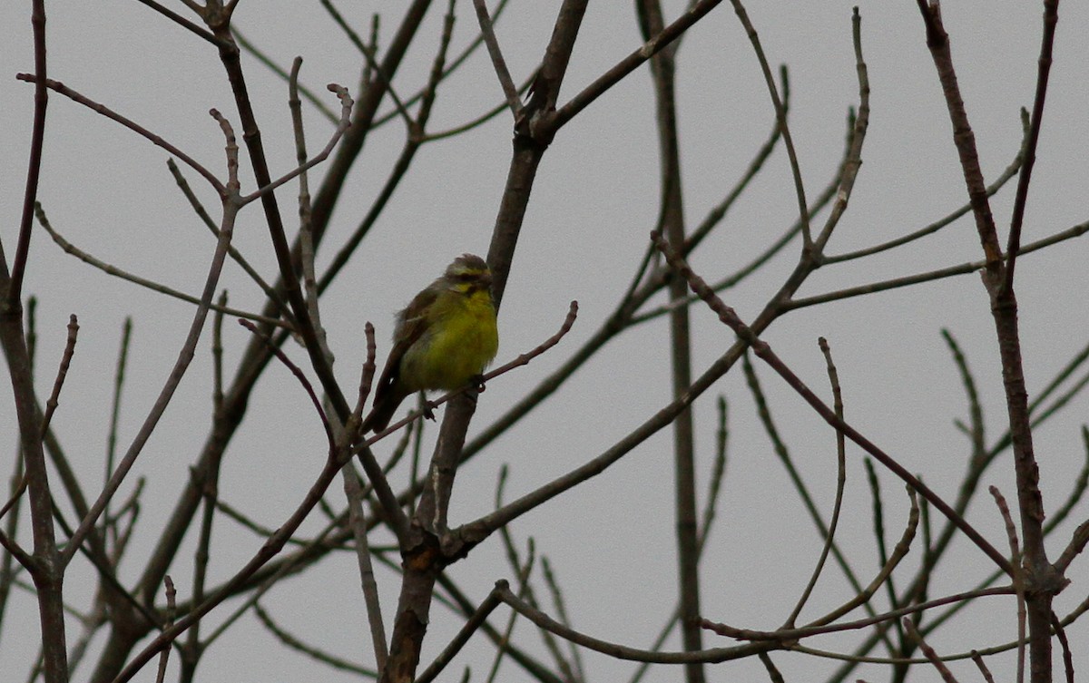 Yellow-fronted Canary - ML141897891