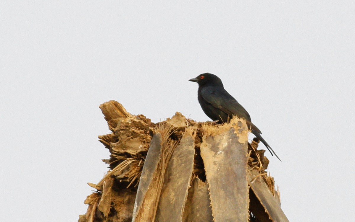 Fork-tailed Drongo (Glossy-backed) - ML141898071