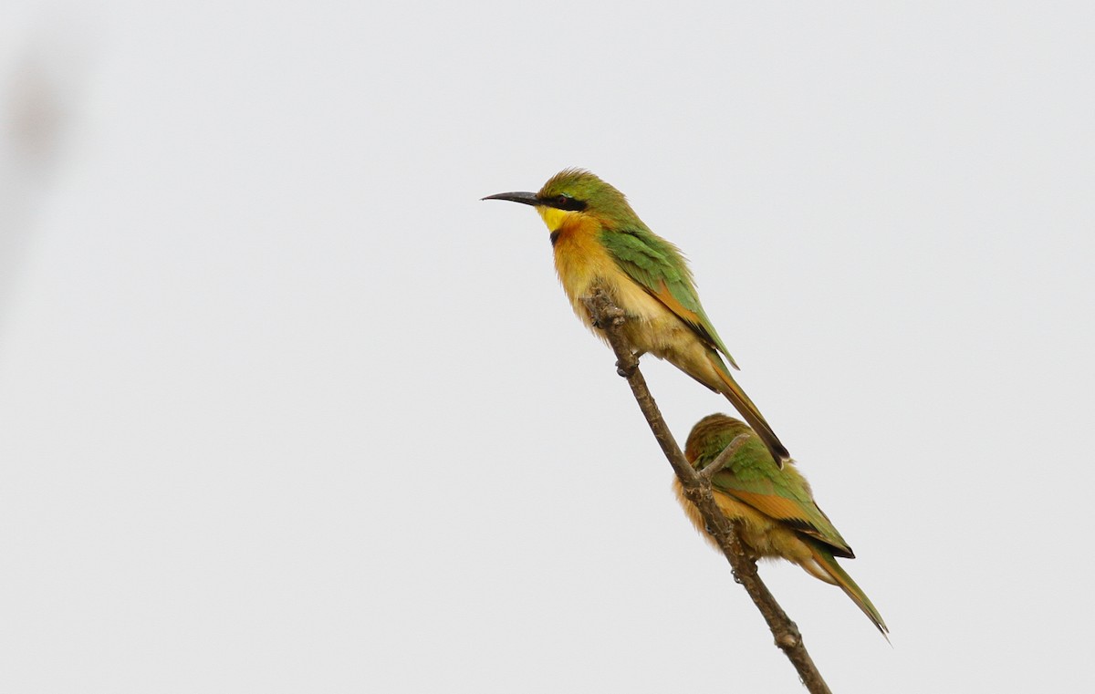 Little Bee-eater - ML141898081