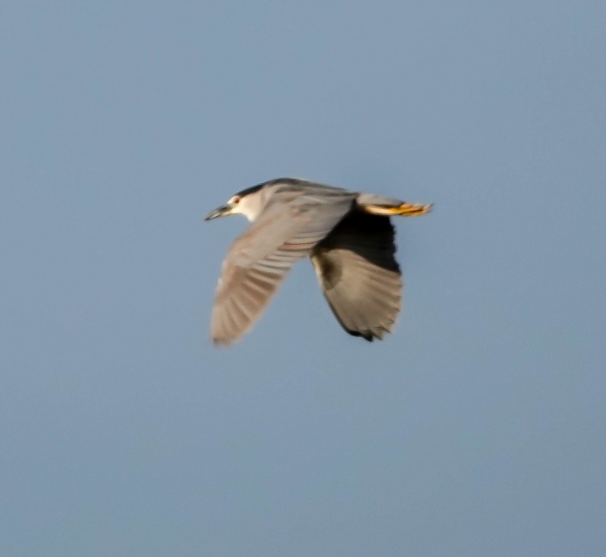 Black-crowned Night Heron - ML141898381
