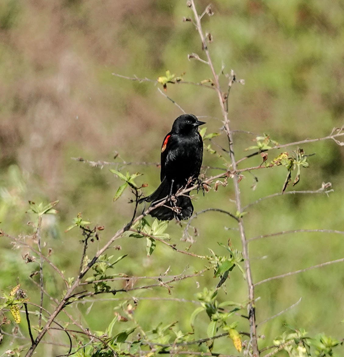 Red-winged Blackbird - ML141899061