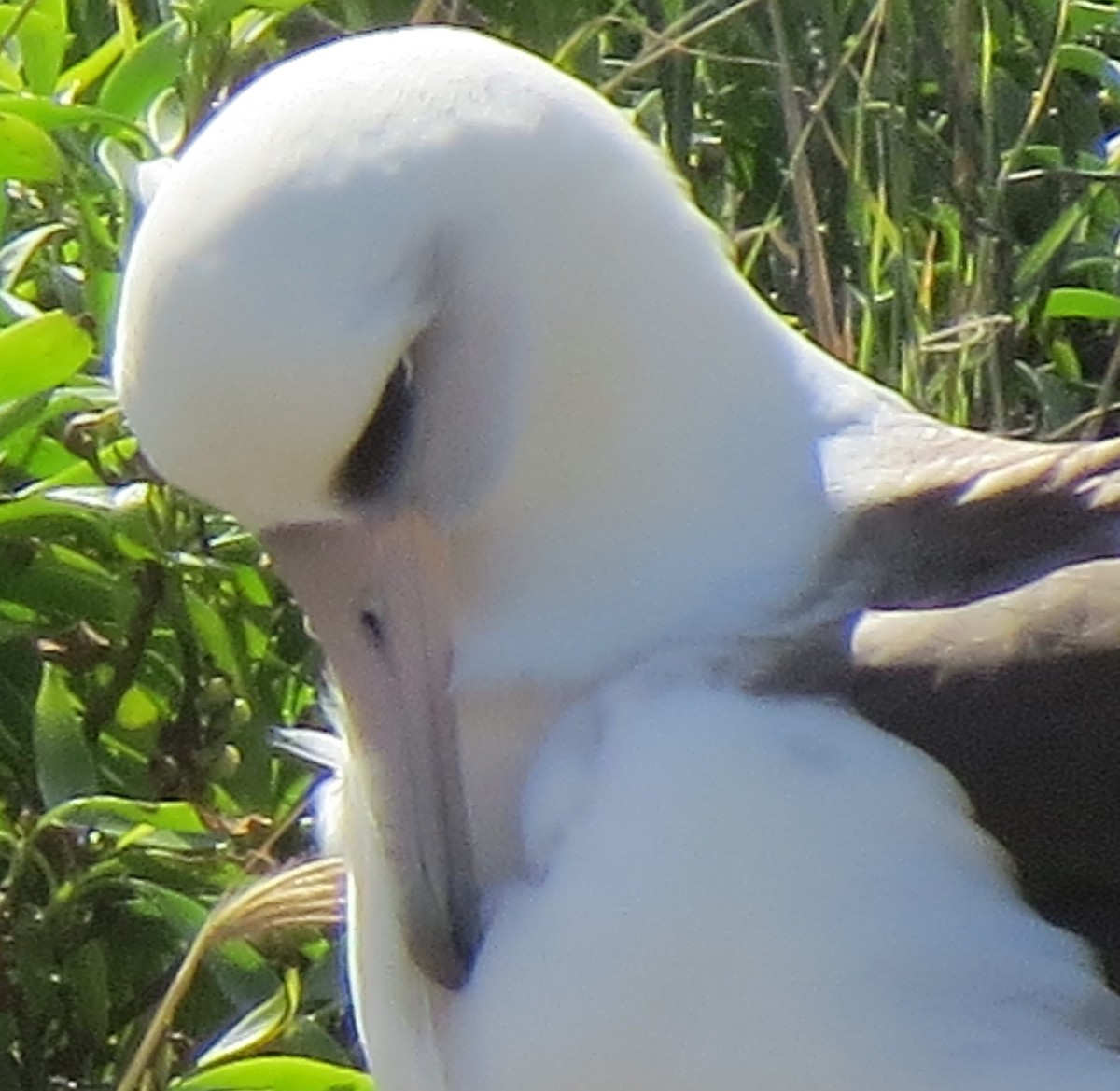 Laysan Albatross - Florence Rice