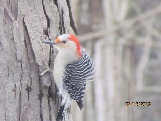 Red-bellied Woodpecker - Beverly Hadler