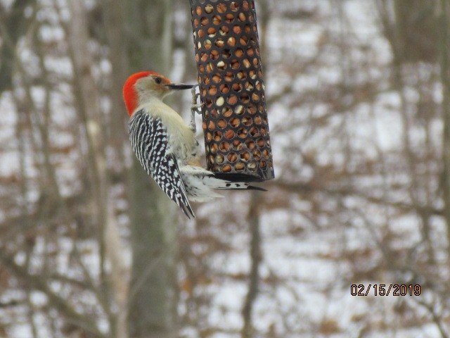 Red-bellied Woodpecker - ML141899691