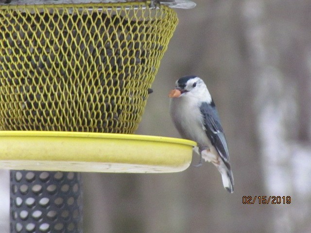 White-breasted Nuthatch - ML141900021