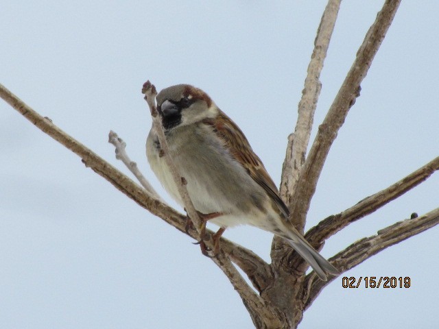 House Sparrow - ML141900361
