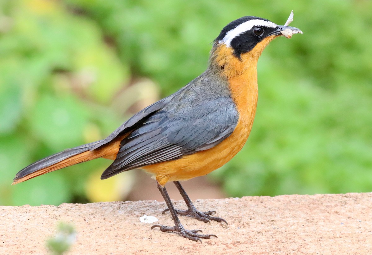 White-browed Robin-Chat - Charlie   Nims