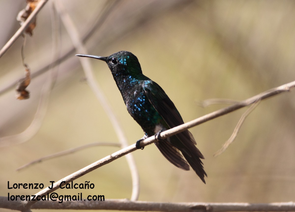 Shining-green Hummingbird - Lorenzo Calcaño