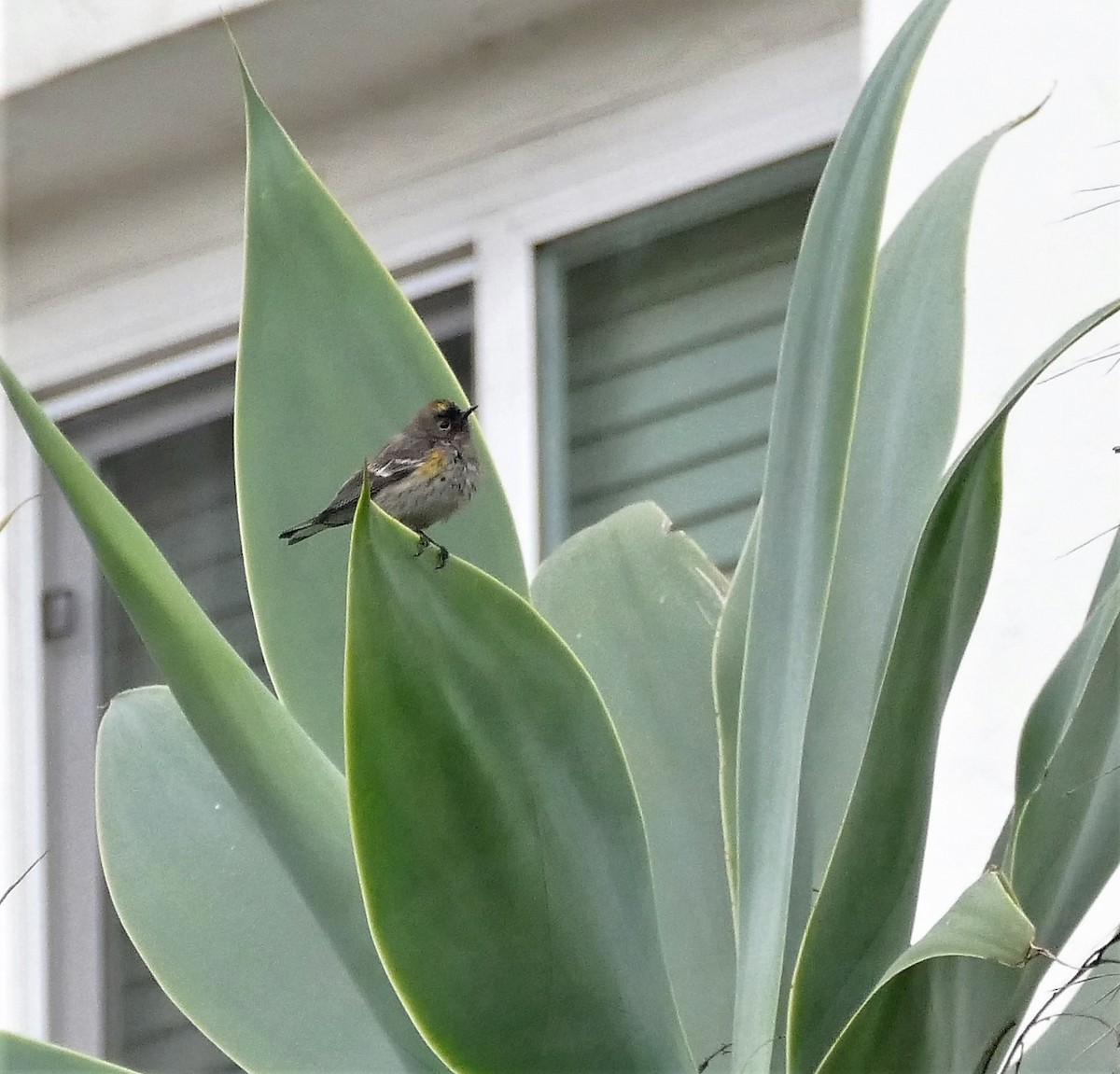 Yellow-rumped Warbler (Audubon's) - Diane Stinson