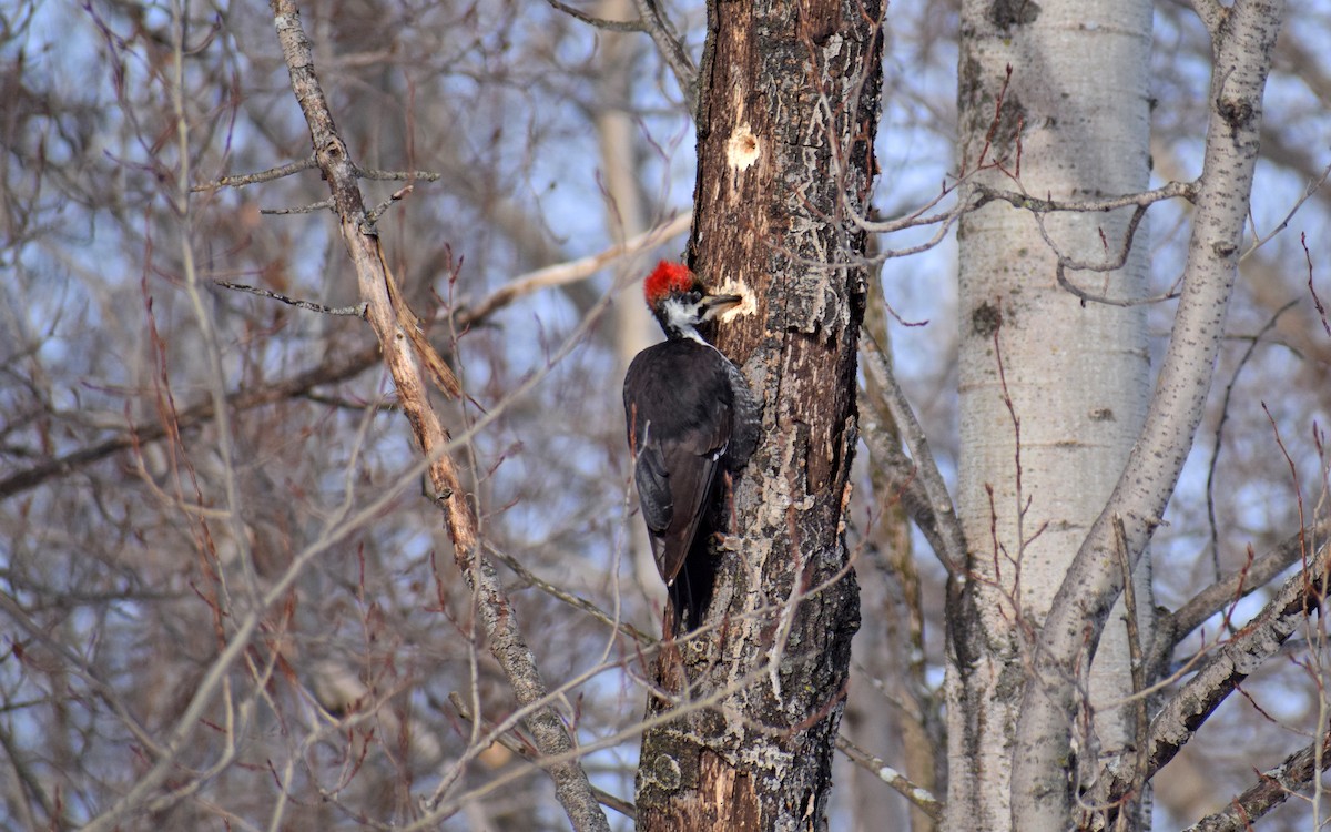 Pileated Woodpecker - Robert Allie