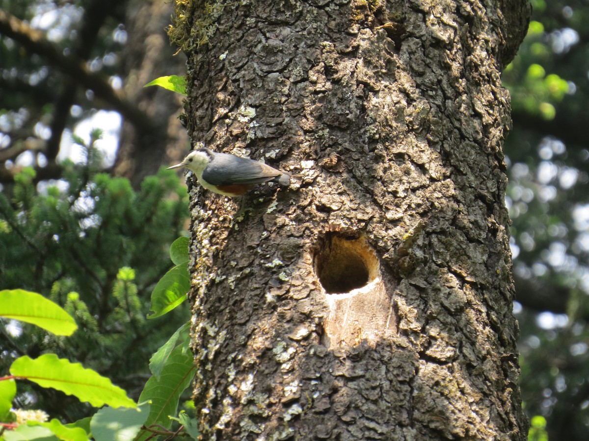 White-cheeked Nuthatch - ML141905261
