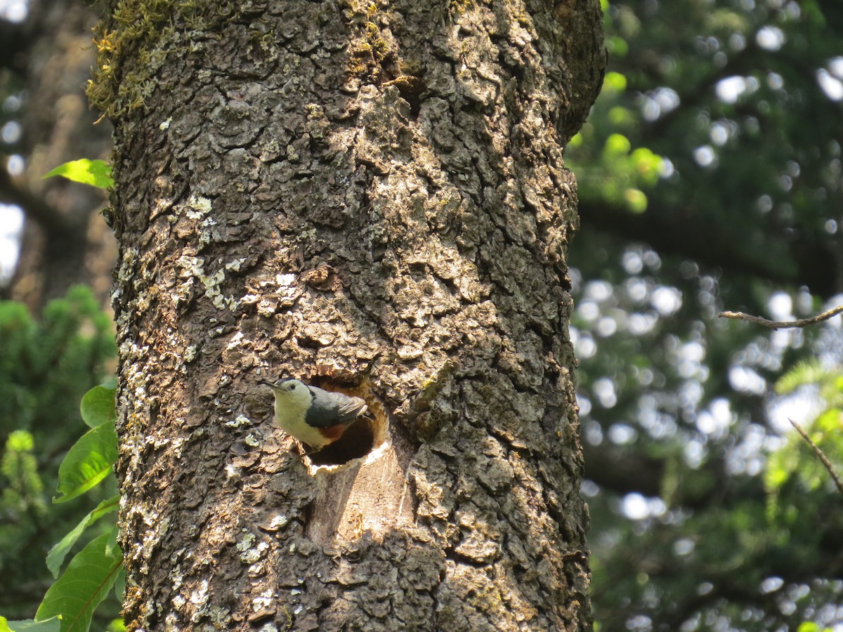White-cheeked Nuthatch - ML141905271